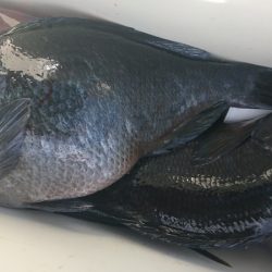 しば渡船 釣果