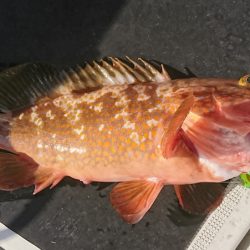 遊漁船　家入 釣果