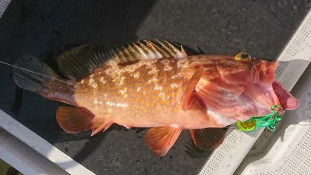 遊漁船　家入 釣果