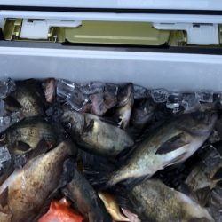 フィッシング キッタカ 釣果