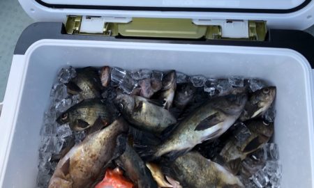 フィッシング キッタカ 釣果