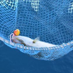 渡船屋たにぐち 釣果