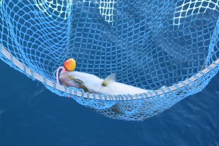 渡船屋たにぐち 釣果