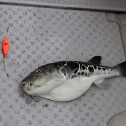 浜栄丸 釣果