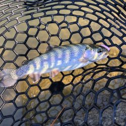 白州トラウトフィッシングエリア シルフ 釣果