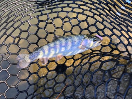 白州トラウトフィッシングエリア シルフ 釣果