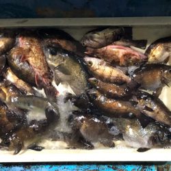 ヤザワ渡船 釣果