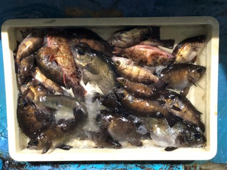 ヤザワ渡船 釣果