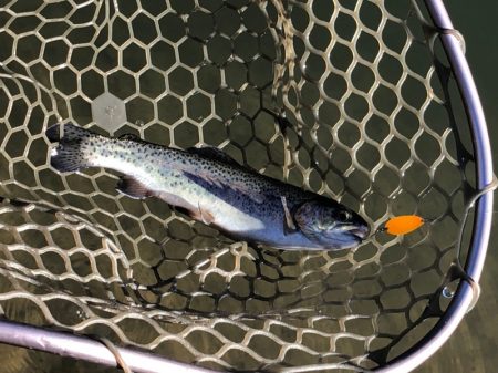 白州トラウトフィッシングエリア　シルフ 釣…