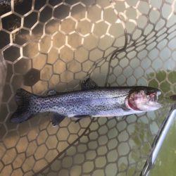 白州トラウトフィッシングエリア　シルフ 釣果