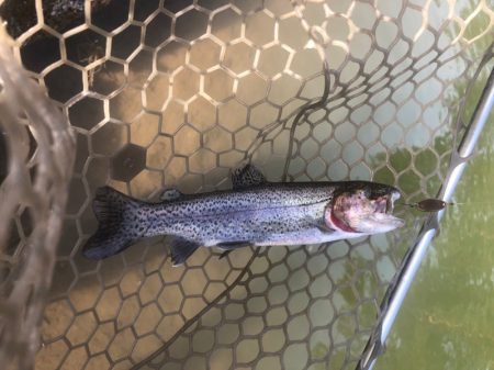 白州トラウトフィッシングエリア　シルフ 釣…