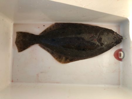 遊漁船高橋 釣果