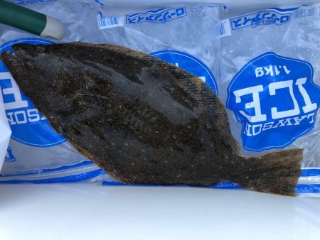 遊漁船高橋 釣果