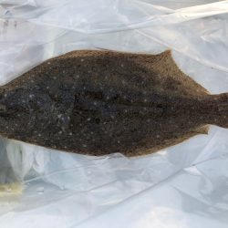 遊漁船高橋 釣果