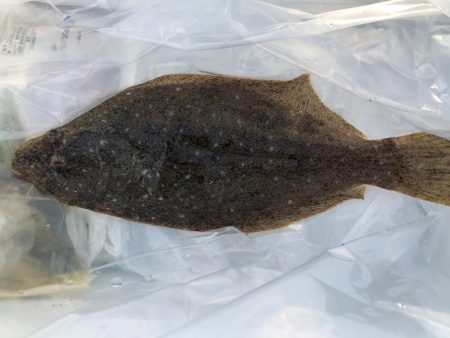 遊漁船高橋 釣果