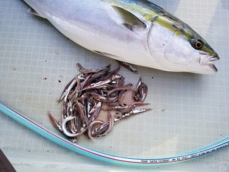 アマテラス 釣果