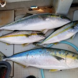 アマテラス 釣果