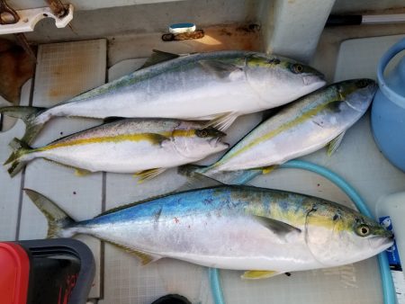 アマテラス 釣果