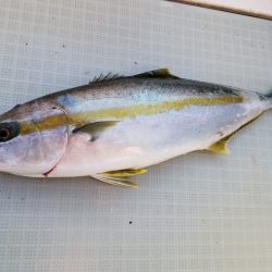 アマテラス 釣果