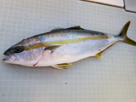 アマテラス 釣果