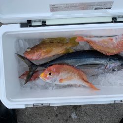 さくら丸 釣果