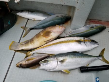 アマテラス 釣果