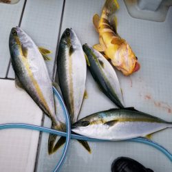 アマテラス 釣果