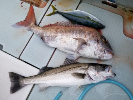 アマテラス 釣果