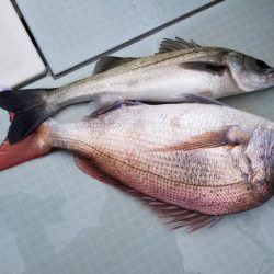 アマテラス 釣果