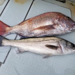 アマテラス 釣果