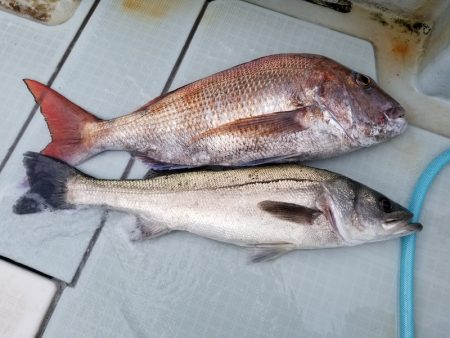 アマテラス 釣果