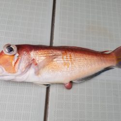 アマテラス 釣果