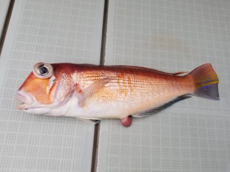 アマテラス 釣果