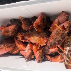 岡田釣船　八英丸 釣果