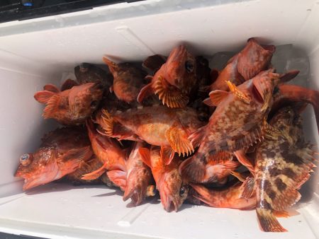 岡田釣船　八英丸 釣果