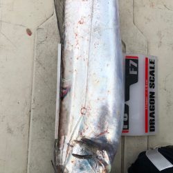 フィッシング　キッタカ 釣果