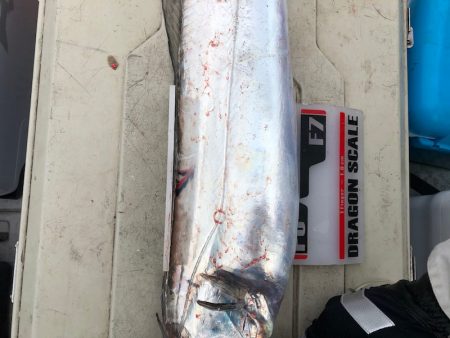 フィッシング　キッタカ 釣果