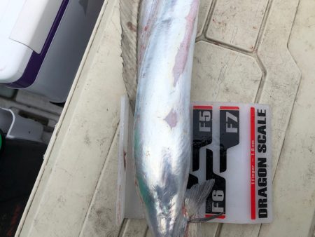 フィッシング　キッタカ 釣果