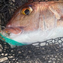 龍神丸（鹿児島） 釣果