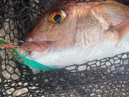 龍神丸（鹿児島） 釣果