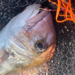 龍神丸(鹿児島) 釣果