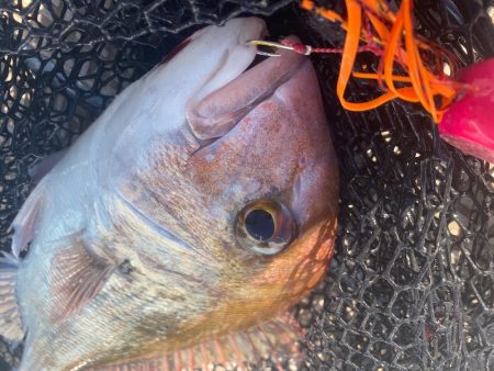 龍神丸(鹿児島) 釣果