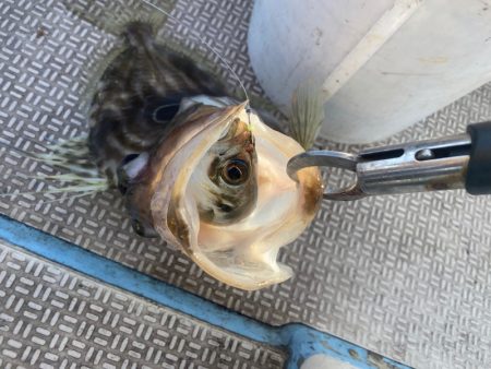 龍神丸(鹿児島) 釣果