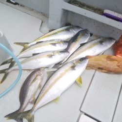 アマテラス 釣果