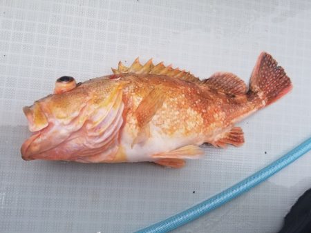 アマテラス 釣果