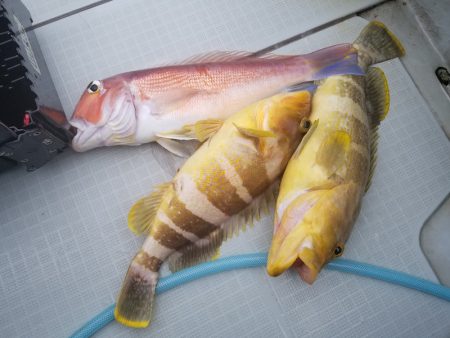 アマテラス 釣果