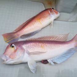 アマテラス 釣果
