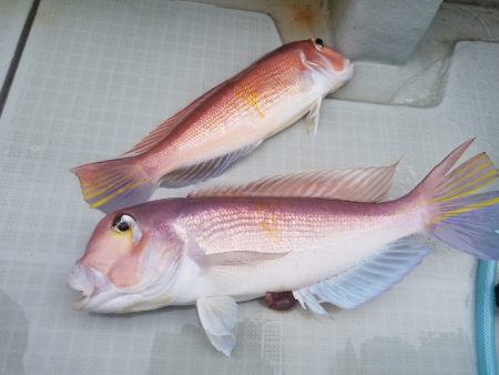 アマテラス 釣果