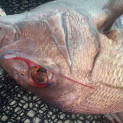 龍神丸(鹿児島) 釣果