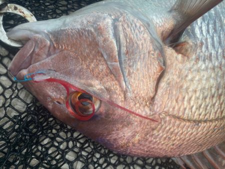 龍神丸(鹿児島) 釣果